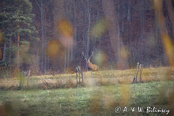  jeleń szlachetny, europejski, Cervus elaphus elaphus
jeleń karpacki, byk