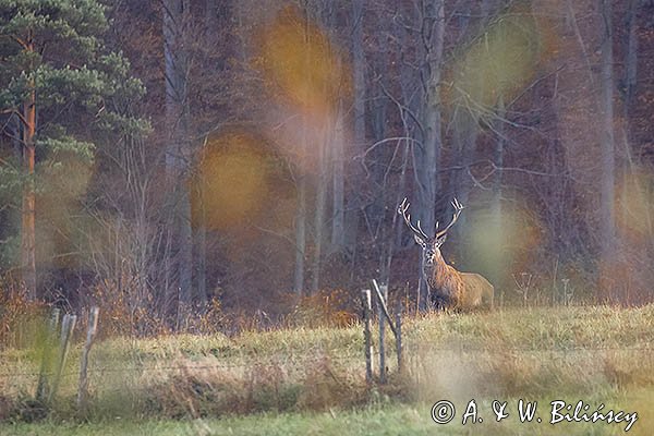  jeleń szlachetny, europejski, Cervus elaphus elaphus
jeleń karpacki, byk