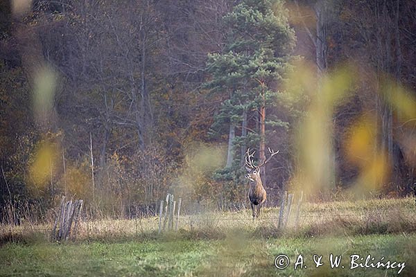  jeleń szlachetny, europejski, Cervus elaphus elaphus
jeleń karpacki, byk