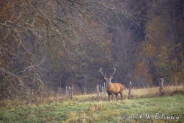  jeleń szlachetny, europejski, Cervus elaphus elaphus
jeleń karpacki, byk