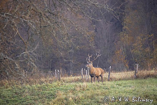  jeleń szlachetny, europejski, Cervus elaphus elaphus
jeleń karpacki, byk