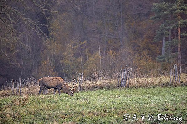  jeleń szlachetny, europejski, Cervus elaphus elaphus
jeleń karpacki, byk