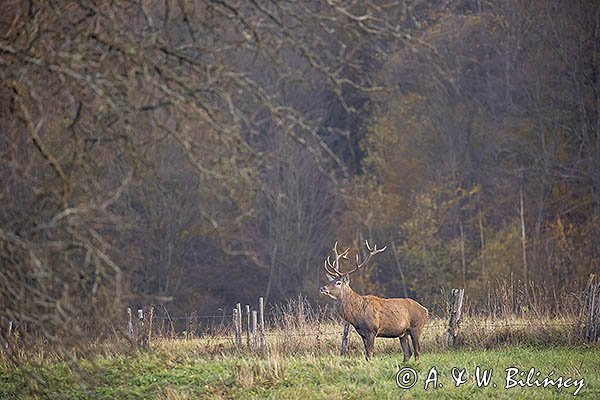  jeleń szlachetny, europejski, Cervus elaphus elaphus
jeleń karpacki, byk