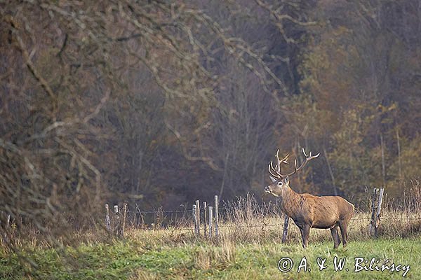  jeleń szlachetny, europejski, Cervus elaphus elaphus
jeleń karpacki, byk