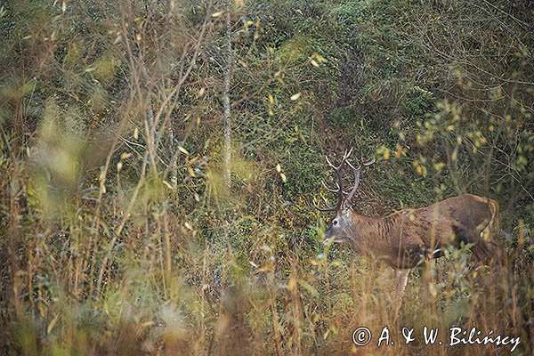  jeleń szlachetny, europejski, Cervus elaphus elaphus
jeleń karpacki, byk