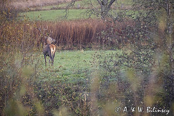  jeleń szlachetny, europejski, Cervus elaphus elaphus
jeleń karpacki, byk