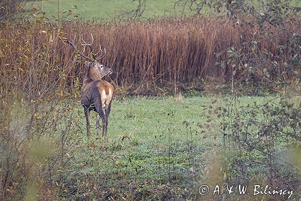  jeleń szlachetny, europejski, Cervus elaphus elaphus
jeleń karpacki, byk