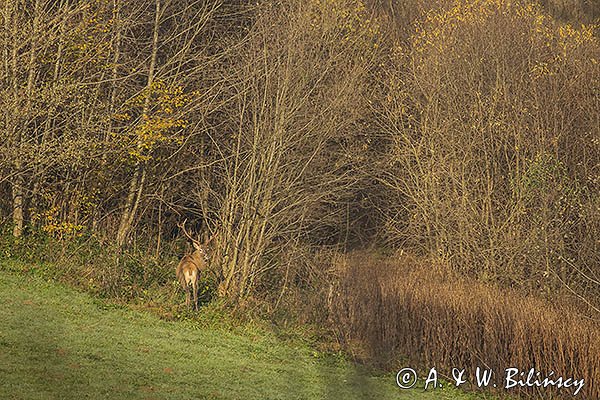  jeleń szlachetny, europejski, Cervus elaphus elaphus
jeleń karpacki, byk