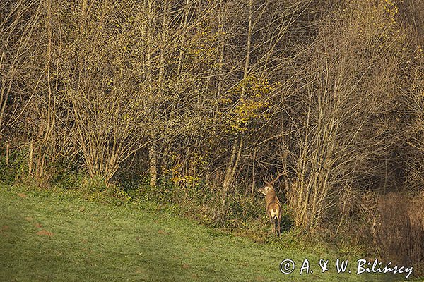  jeleń szlachetny, europejski, Cervus elaphus elaphus
jeleń karpacki, byk