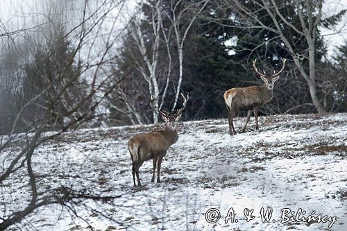 jeleń szlachetny, europejski, Cervus elaphus elaphus jeleń karpacki, dwa byki
