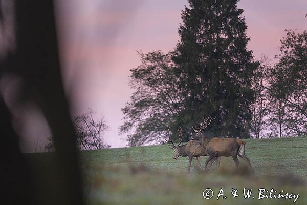  jeleń szlachetny, europejski, Cervus elaphus elaphus
jeleń karpacki, byki
