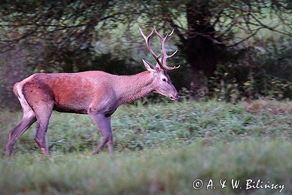 jeleń szlachetny, europejski, Cervus elaphus elaphus jeleń karpacki, rykowisko, byk