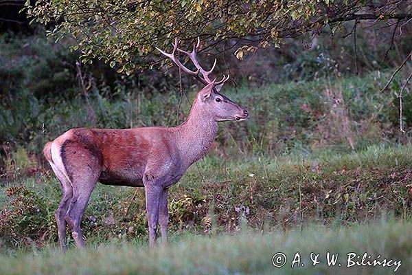 jeleń szlachetny, europejski, Cervus elaphus elaphus jeleń karpacki, rykowisko, byk