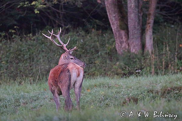 jeleń szlachetny, europejski, Cervus elaphus elaphus jeleń karpacki, rykowisko, byk