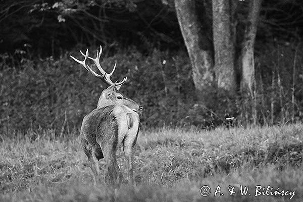 jeleń szlachetny, europejski, Cervus elaphus elaphus jeleń karpacki, rykowisko, byk