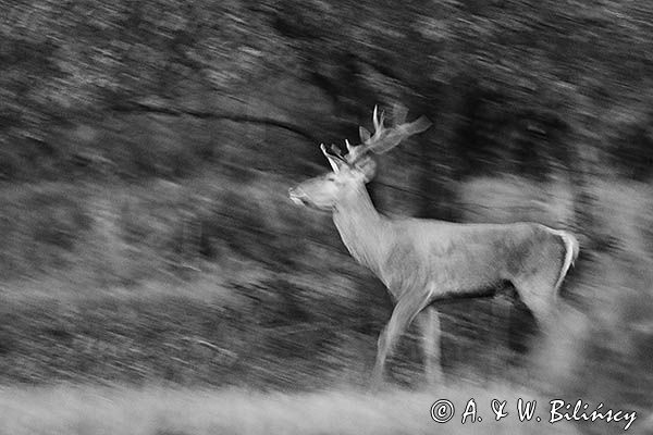 jeleń szlachetny, europejski, Cervus elaphus elaphus jeleń karpacki, rykowisko, byk