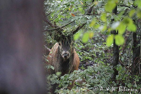 jeleń szlachetny, europejski, Cervus elaphus elaphus jeleń karpacki, byk z wieńcem traw na porożu, rykowisko, projektowany Turnicki Park Narodowy