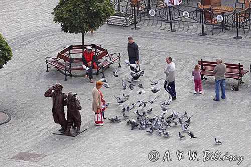 Bytom Odrzański, Rynek, pomnik Czarny Kot, bruk i gołębie