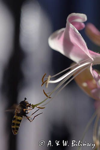 bzyg prążkowany episyrphus balteatus