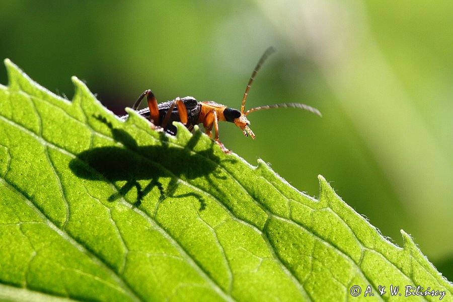 Omomiłek, Soldier Beetle, Cantharis pellucida, Bieszczady