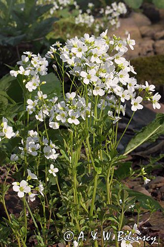 rzeżucha gorzka, Cardamine amara, kwiaty