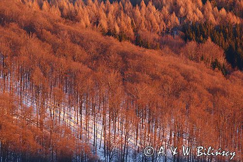 Buczyna z Caryńskiej, Bieszczady