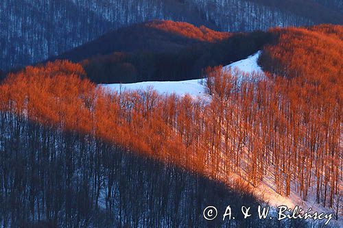 Buczyna z Caryńskiej, Bieszczady