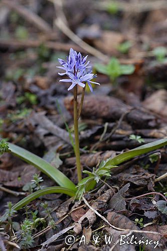 Scilla bifolia cebulica dwulistna, oszloch) ,