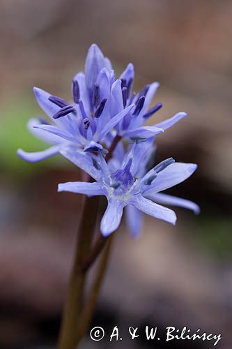 Scilla bifolia cebulica dwulistna, oszloch) ,