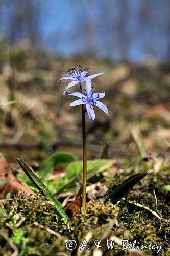 Cebulica dwulistna, Scilla bifolia