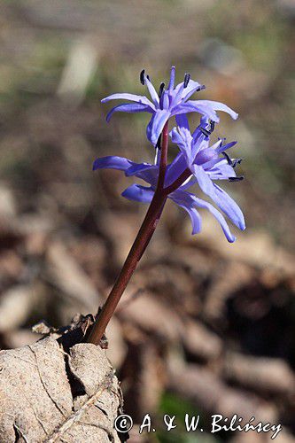 Cebulica dwulistna, Scilla bifolia