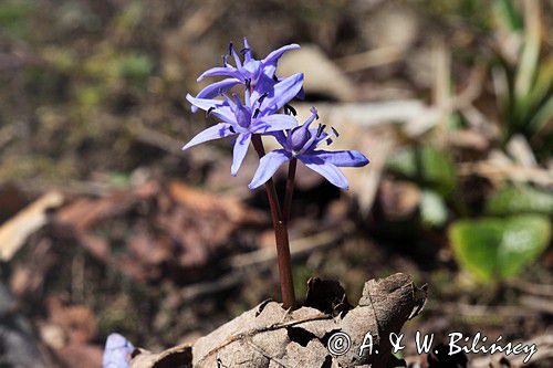 Cebulica dwulistna, Scilla bifolia