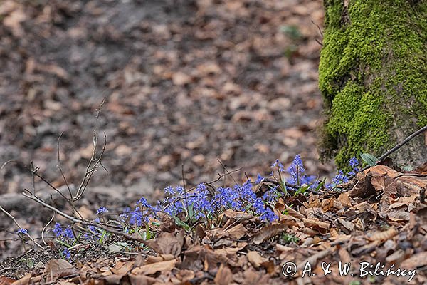 Cebulica dwulistna, Scilla bifolia