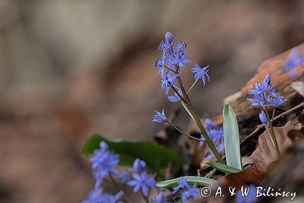 Cebulica dwulistna, Scilla bifolia