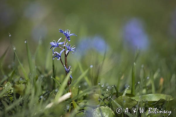 Cebulica dwulistna, Scilla bifolia