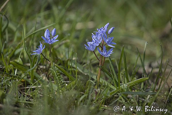 Cebulica dwulistna, Scilla bifolia