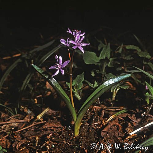 cebulica dwulistna Scilla bifolia