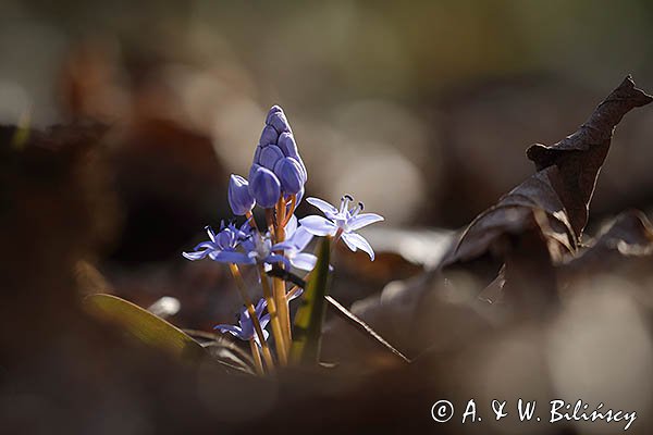 Cebulica dwulistna, Scilla bifolia