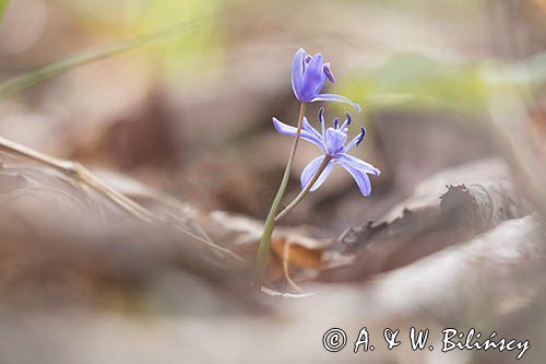 Cebulica dwulistna, Scilla bifolia