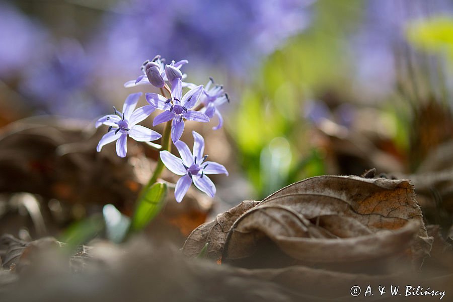 Cebulica dwulistna, Scilla bifolia