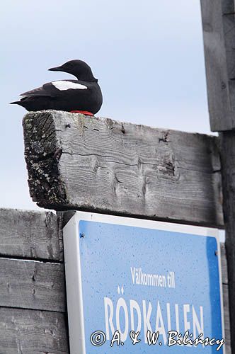 Nurnik zwyczajny, Nurzyk białoskrzydły, Cepphus grylle na wyspie Rodkallen, Szwecja, Archipelag Lulea, Zatoka Botnicka