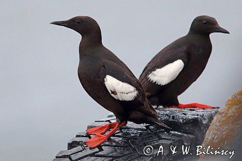 Nurnik zwyczajny, black guillemot. Fot A&W Bilińscy