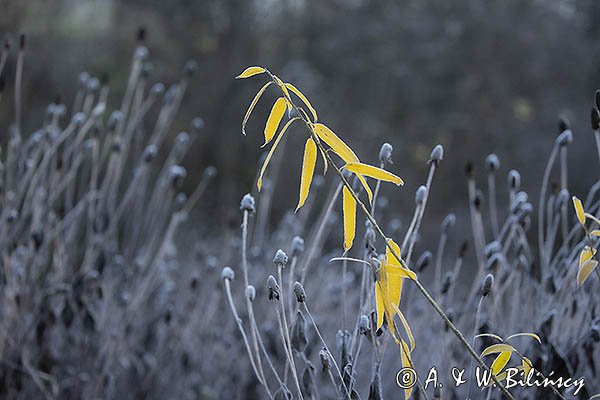 Szron na rudbekii, liście wierzby, jesiennie