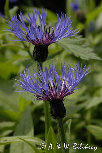 chaber miękkowłosy Centaurea mollis