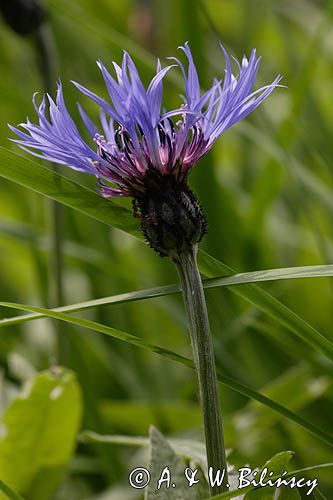 chaber miękkowłosy Centaurea mollis