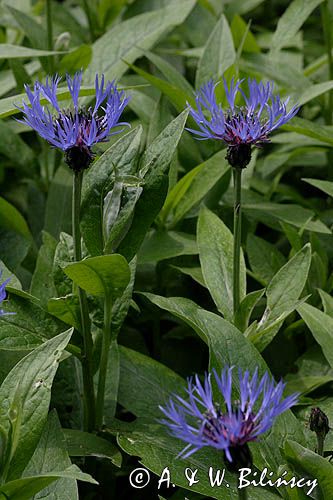 chaber miękkowłosy Centaurea mollis