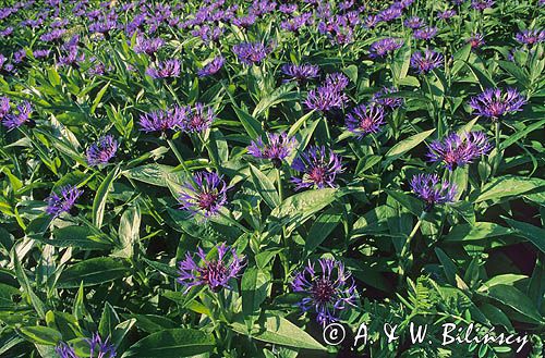 Chaber miękkowłosy Centaurea mollis