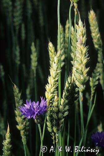 chaber w zbożu - pszenica, Chaber bławatek białasy, głowacz, jasieniec, kardy, kwiatek wołoszek, macoszka, modrak, modrzeńczyk, wasilek, wawer) Centaurea cyanus L. 1753)