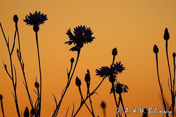 Chaber bławatek, bławatek, Centaurea cyanus