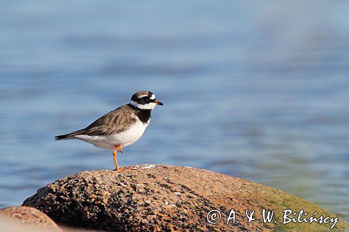 Sieweczka obrożna, Charadrius hiaticula